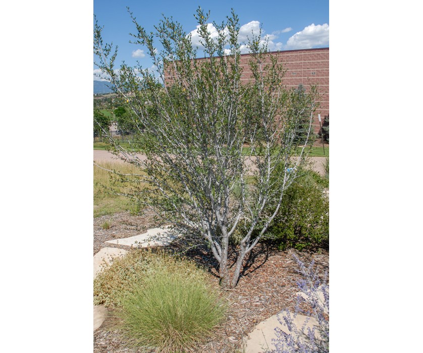 Curl-leaf Mountain Mahogany